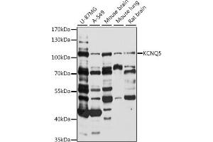 Western blot analysis of extracts of various cell lines, using KCNQ5 antibody (ABIN7269479) at 1:1000 dilution. (KCNQ5 抗体  (AA 624-923))