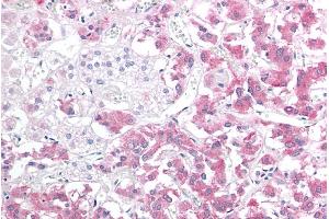 ABIN184852 (10µg/ml) staining of paraffin embedded Human Adrenal Gland. (HSPB8 抗体  (C-Term))