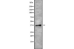 Western blot analysis of PLSCR4 using MCF7 whole cell lysates (PLSCR4 抗体  (Internal Region))