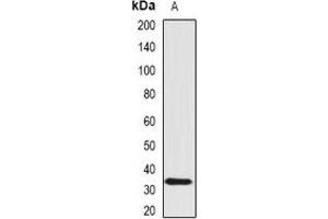 Western blot analysis of SCO1 expression in Hela (A) whole cell lysates. (SCO1 抗体)