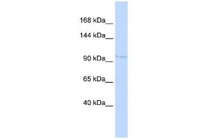 WB Suggested Anti-NDST4 Antibody Titration:  0. (NDST4 抗体  (N-Term))