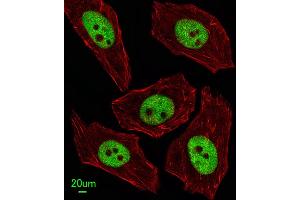 Immunofluorescent analysis of  cells, using FEN1 Antibody (Center) (ABIN389376 and ABIN2839472). (FEN1 抗体  (AA 243-272))