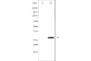 Western blot analysis of 14-3-3 zeta expression in Forskolin treated 293 whole cell lysates,The lane on the left is treated with the antigen-specific peptide. (14-3-3 zeta 抗体  (Internal Region))
