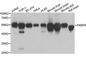 Western blot analysis of extracts of various cell lines, using FKBP8 antibody. (FKBP8 抗体)