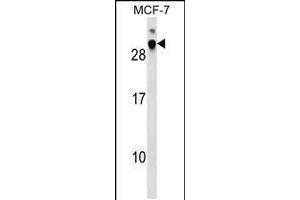 Western blot analysis in MCF-7 cell line lysates (35ug/lane). (DNAJB9 抗体  (N-Term))