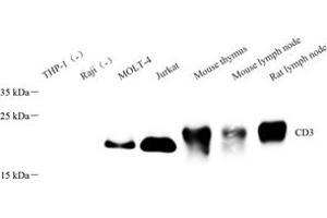 Western blot analysis of CD3 (ABIN7073386) at dilution of 1: 500 (CD3 抗体)