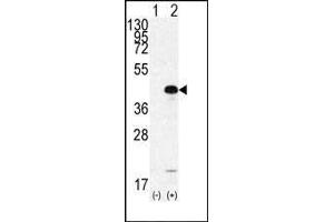 Western blot analysis of SOX2 (arrow) using rabbit polyclonal SOX2 Antibody  (ABIN6243285 and ABIN6577390). (SOX2 抗体  (AA 251-284))