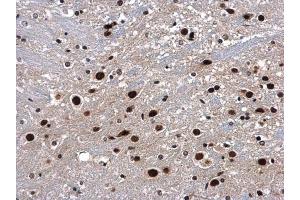 IHC-P Image p54/nrb antibody detects p54/nrb protein at nucleus in mouse brain by immunohistochemical analysis. (NONO 抗体  (N-Term))