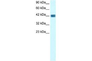 Human HepG2; WB Suggested Anti-OR13C9 Antibody Titration: 0. (OR13C9 抗体  (Middle Region))
