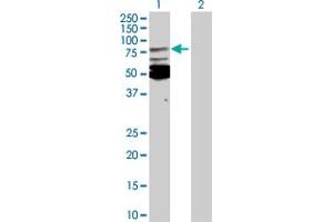 Western Blot analysis of MSN expression in transfected 293T cell line by MSN MaxPab polyclonal antibody. (Moesin 抗体  (AA 1-577))