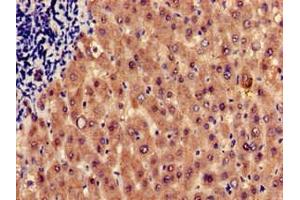Immunohistochemistry of paraffin-embedded human liver tissue using ABIN7155233 at dilution of 1:100 (HRH1 抗体  (AA 211-416))