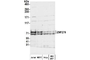Western Blotting (WB) image for anti-Zinc Finger Protein 276 (ZNF276) (AA 564-614) antibody (ABIN7453018)