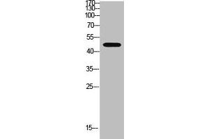 Western blot analysis of Hela Cell Lysate using antibody. (WISP3 抗体  (AA 1-50))