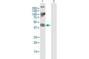 Western Blot analysis of F2R expression in transfected 293T cell line by F2R MaxPab polyclonal antibody. (PAR1 抗体  (AA 1-425))