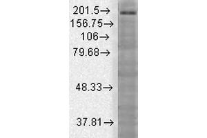 Western Blotting (WB) image for anti-SH3 and Multiple Ankyrin Repeat Domains 3 (SHANK3) (AA 840-857) antibody (Atto 488) (ABIN2485403)