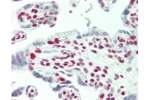 Anti-TCERG1 / CA150 antibody IHC staining of human placenta. (TCERG1 抗体  (AA 1-50))
