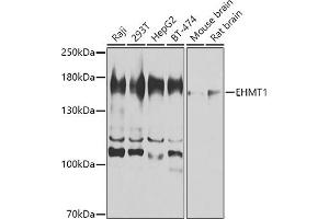 Western blot analysis of extracts of various cell lines, using EHMT1 antibody (ABIN6130358, ABIN6140012, ABIN6140013 and ABIN6224602) at 1:1000 dilution.