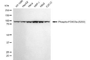 Western blotting analysis using phospho-FOXO3a (S253) antibody (ABIN7798647).