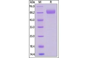 Human Siglec-3, Llama IgG2b Fc Tag, low endotoxin on  under reducing (R) condition. (CD33 Protein (CD33) (AA 18-259) (Fc Tag))