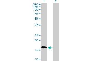 Western Blot analysis of NPC2 expression in transfected 293T cell line by NPC2 MaxPab polyclonal antibody. (NPC2 抗体  (AA 1-151))