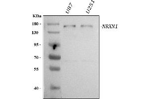 Western blot analysis of Neurexin 1/NRXN1 using anti-Neurexin 1/NRXN1 antibody (ABIN5693015). (Neurexin 1 抗体  (AA 141-294))