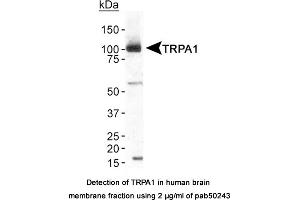 Image no. 1 for anti-Transient Receptor Potential Cation Channel, Subfamily A, Member 1 (TRPA1) (AA 1-100), (N-Term) antibody (ABIN363552) (TRPA1 抗体  (N-Term))