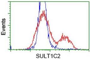 Image no. 1 for anti-Sulfotransferase Family, Cytosolic, 1C, Member 2 (SULT1C2) antibody (ABIN1501233) (SULT1C2 抗体)