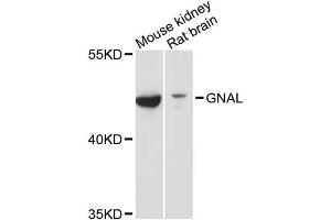 Western blot analysis of extracts of various cell lines, using GNAL antibody (ABIN6293328) at 1:3000 dilution. (GNAL 抗体)