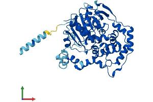 Protein Structure (PS) image for Epoxide Hydrolase 1, Microsomal (Xenobiotic) (EPHX1) (AA 1-455) protein (His tag) (ABIN7548440)