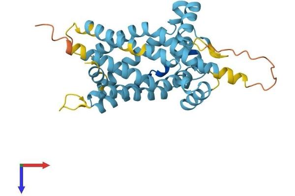 SLC25A18 Protein (AA 1-320) (His tag)