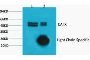Immunoprecipitation (IP) analysis: 1) Input: HeLa Cell Lysate. (CA9 抗体)
