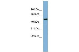 SMYD1 antibody used at 0. (SMYD1 抗体  (N-Term))