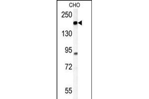 ATP11C Antibody (Center) (ABIN651638 and ABIN2840341) western blot analysis in CHO cell line lysates (35 μg/lane). (ATP11C 抗体  (AA 589-616))