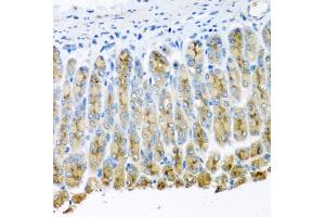 Immunohistochemistry of paraffin-embedded mouse stomach using UQCR10 antibody. (UQCR10 抗体)