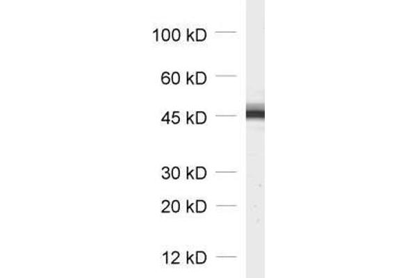 Cytohesin 3 抗体