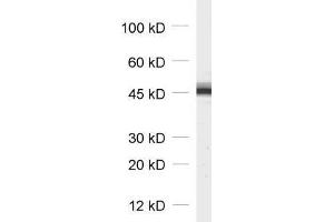 dilution: 1 : 1000, sample: synaptosomal fraction (P2) of rat brain (Cytohesin 3 抗体)