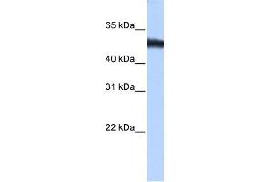 ZNF486 antibody used at 0. (ZNF486 抗体  (C-Term))