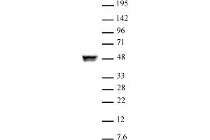 CTBP2 antibody (pAb) tested by Western blot Nuclear extract of HeLa cells (10 μg) probed with CTBP2 antibody (1:1000). (CTBP2 抗体  (Isoform 1, Isoform 2))