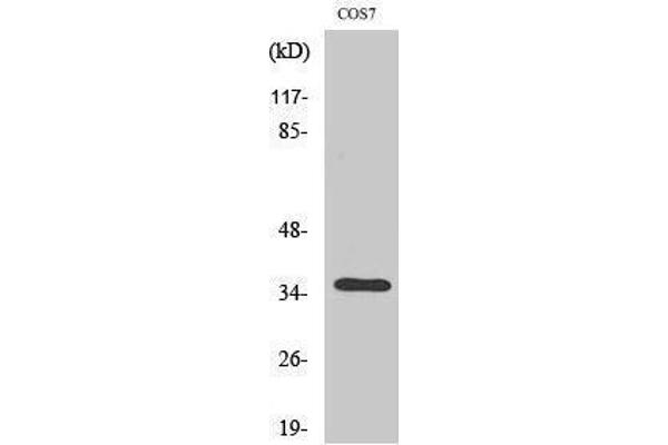 OR13C4 antibody  (Internal Region)