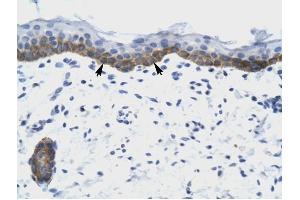 Immunohistochemistry (IHC) image for anti-Nudix (Nucleoside Diphosphate Linked Moiety X)-Type Motif 9 (NUDT9) antibody (ABIN633676)