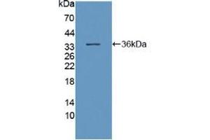 Western blot analysis of recombinant Human DNAH11. (DNAH11 抗体  (AA 17-299))