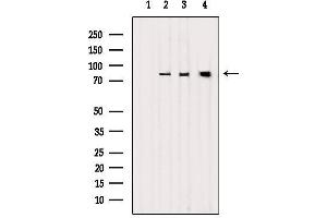 Western blot analysis of extracts from various samples, using LETM1 Antibody.