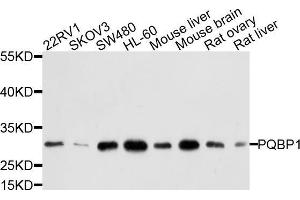 Western blot analysis of extracts of various cell lines, using PQBP1 antibody (ABIN5972450) at 1/1000 dilution. (PQBP1 抗体)