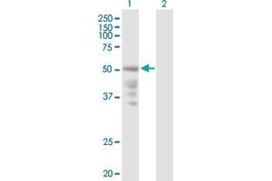 Western Blot analysis of CXCR4 expression in transfected 293T cell line by CXCR4 MaxPab polyclonal antibody. (CXCR4 抗体  (AA 1-352))
