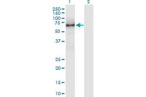 Western Blot analysis of KLC1 expression in transfected 293T cell line by KLC1 MaxPab polyclonal antibody. (KLC1 抗体  (AA 1-560))