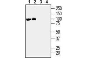Western blot analysis of mouse (lanes 1 and 3) and rat (lanes 2 and 4) brain membranes: - 1,2. (EPH Receptor A3 抗体  (Extracellular))