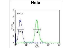 CLDN7 Antibody (C-term) (ABIN654139 and ABIN2844008) flow cytometric analysis of Hela cells (right histogram) compared to a negative control cell (left histogram). (Claudin 7 抗体  (C-Term))