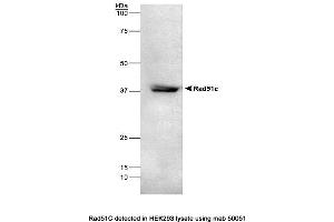 Image no. 1 for anti-DNA Repair Protein RAD51 Homolog 3 (RAD51C) antibody (ABIN363205) (RAD51C 抗体)