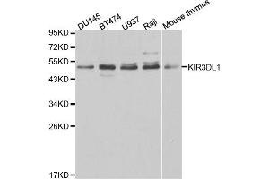 Western blot analysis of extracts of various cell lines, using KIR3DL1 antibody. (KIR3DL1 抗体)