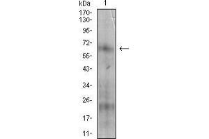 Western Blotting (WB) image for anti-5'-Nucleotidase, Ecto (CD73) (NT5E) (AA 30-250) antibody (ABIN2683003)